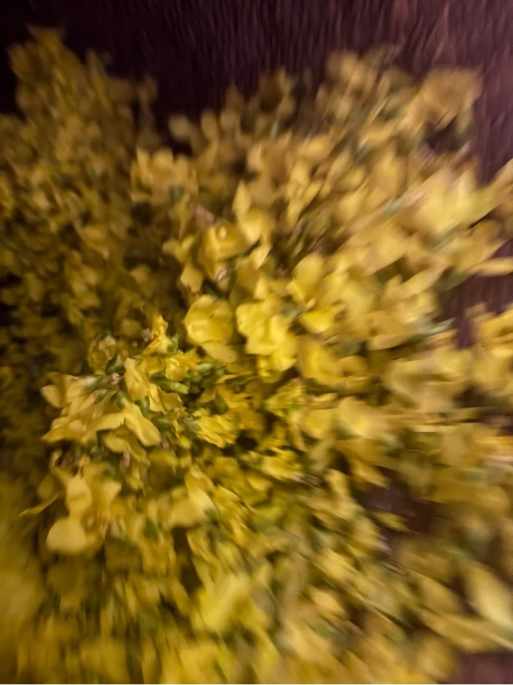 Forsythia Herbal Tea | Seasonal Botanical Brew | Gentle Floral Flavor